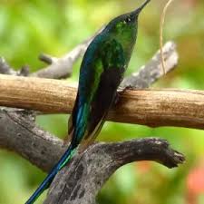 Attēlu rezultāti vaicājumam “Lycogala asperum sessile”