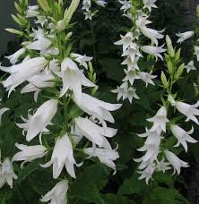 Attēlu rezultāti vaicājumam “Campanula latifolia”