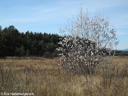 Attēlu rezultāti vaicājumam “Salix pentandra flower”