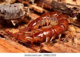 Attēlu rezultāti vaicājumam “Lithobius forficatus”