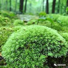 Attēlu rezultāti vaicājumam “Leucobryum juniperoideum”