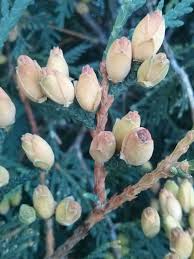 Attēlu rezultāti vaicājumam “Thuja occidentalis flower”