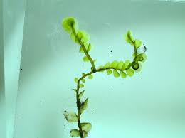 Attēlu rezultāti vaicājumam “Jungermannia hyalina”