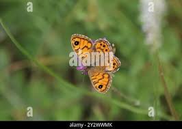 Attēlu rezultāti vaicājumam “Lasiommata megera female”