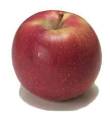 Cook's Thesaurus: Apples