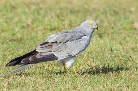 Attēlu rezultāti vaicājumam “Circus pygargus”