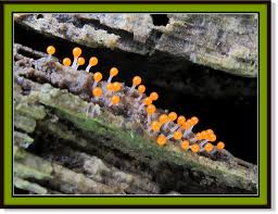 Attēlu rezultāti vaicājumam “Hemitrichia calyculata”