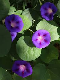 Image result for Ipomoea Lavender