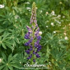 Attēlu rezultāti vaicājumam “Lupinus polyphyllus”