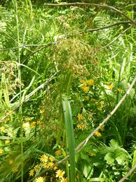 Attēlu rezultāti vaicājumam “Scirpus sylvaticus flower”