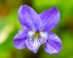 Image result for Veilchen