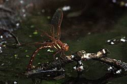 Attēlu rezultāti vaicājumam “Aeshna grandis”