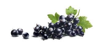 Attēlu rezultāti vaicājumam “Ribes nigrum fruit”