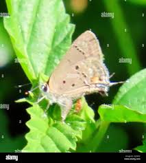 Attēlu rezultāti vaicājumam “Theclinae”