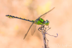 Attēlu rezultāti vaicājumam “Ophiogomphus cecilia”