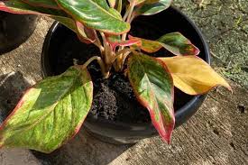 Attēlu rezultāti vaicājumam “Leonurus quinquelobatus leaf”