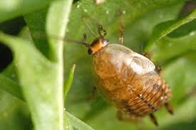 Attēlu rezultāti vaicājumam “Ectobius sylvestris nymph”