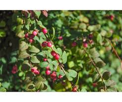 Attēlu rezultāti vaicājumam “Symphoricarpos x chenaultii”