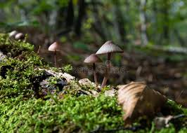 Attēlu rezultāti vaicājumam “Mycena purpureofusca”