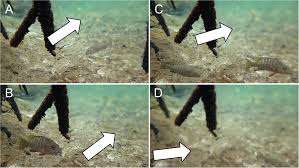 Image result for Lutjanus novemfasciatus