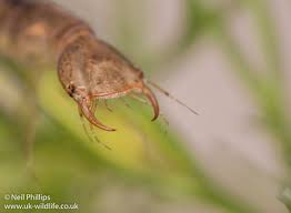 Attēlu rezultāti vaicājumam “Dytiscus sp. larva”
