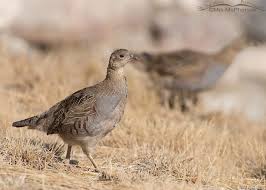 Attēlu rezultāti vaicājumam “Perdix perdix adult”