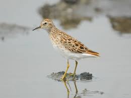 Image result for Calidris subminuta
