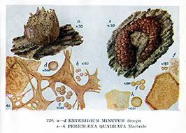Attēlu rezultāti vaicājumam “Enteridium variabile”