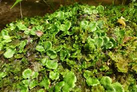 Attēlu rezultāti vaicājumam “Conocephalum”