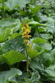 Attēlu rezultāti vaicājumam “Ligularia sibirica leaf”