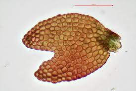 Attēlu rezultāti vaicājumam “Gymnocolea inflata”