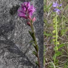 Attēlu rezultāti vaicājumam “Polygala amarella leaf”