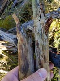 Attēlu rezultāti vaicājumam “Basidiodendron”