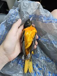 Image result for Icterus galbula