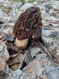 Attēlu rezultāti vaicājumam “Verpa bohemica”