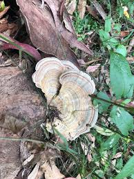 Attēlu rezultāti vaicājumam “Stereum fasciatum”