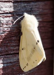 Attēlu rezultāti vaicājumam “Acronicta leporina”