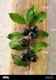 Attēlu rezultāti vaicājumam “Prunus spinosa leaf”