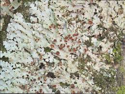 Attēlu rezultāti vaicājumam “Lobaria amplissima”