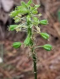 Attēlu rezultāti vaicājumam “Silene borysthenica”