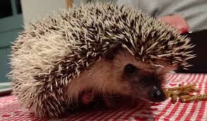 Attēlu rezultāti vaicājumam “Erinaceus sp.”