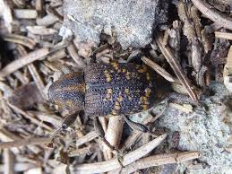 Attēlu rezultāti vaicājumam “Hylobius abietis”