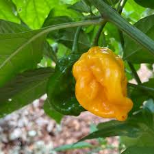 Afbeeldingsresultaat voor 7 pot hot pepper