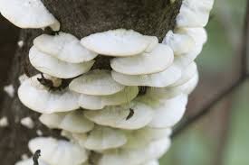 Attēlu rezultāti vaicājumam “Postia stiptica”