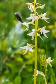 Attēlu rezultāti vaicājumam “Platanthera bifolia flower”