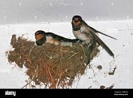 Attēlu rezultāti vaicājumam “Hirundo rustica nest”