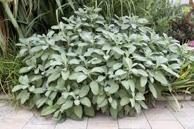 Image result for Salbei