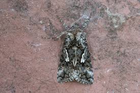 Attēlu rezultāti vaicājumam “Syngrapha interrogationis”