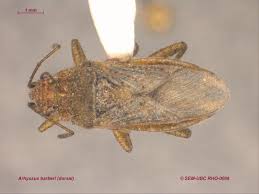 Attēlu rezultāti vaicājumam “Rhopalus maculatus imago”