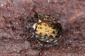 Attēlu rezultāti vaicājumam “Cytilus sericeus”